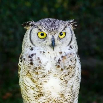 European Eagle Owl Stock Photos