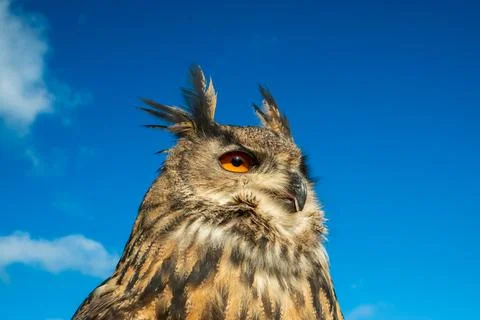European Eagle Owl Stock Photos