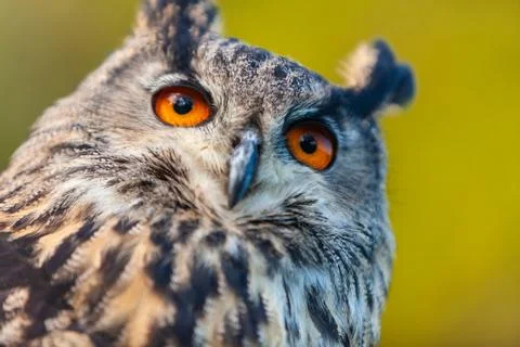 European Eagle Owl Stock Photos