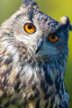 European Eagle Owl Stock Photos