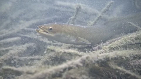 European eel resting during day light on the bottom covered by wood branches Stock Footage 317424705