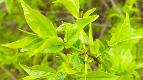 European euonymus in spring forest. Stock Footage 333612964