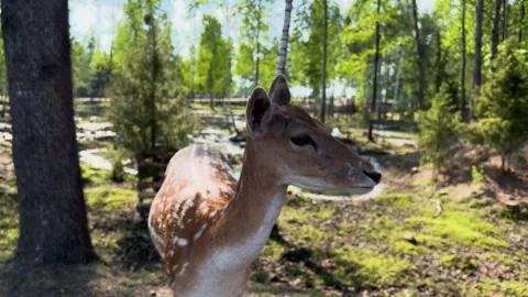 European fallow deer, close-up in a park near a lake, in the evening. Stock Footage 277686937