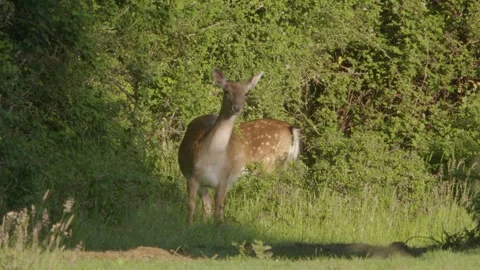European Fallow Deer (Dama Dama) Does Feeding On Hedgerow Stock Footage 336946794
