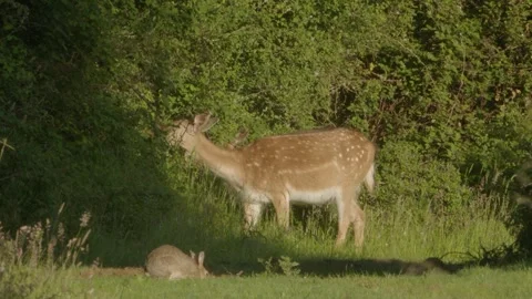 European Fallow Deer (Dama Dama) Does Feeding With Rabbits Stock Footage 336946795