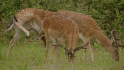 European Fallow Deer (Dama Dama) Small Herd Of Bucks Close-Up Stock Footage 337304926