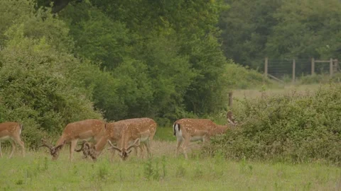 European Fallow Deer (Dama Dama) Small Herd Grazing Stock Footage 337304941