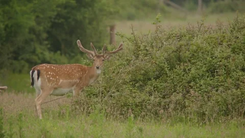 European Fallow Deer (Dama Dama) Wary Buck Stock Footage 337304963