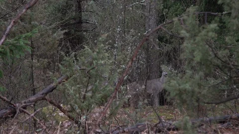European fallow deer looking into the camera in the forest. Couple of deers Stock Footage 114062036