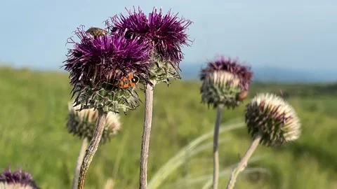European firebug and forest bug on thistle plant 4K video Stock Footage 154637513
