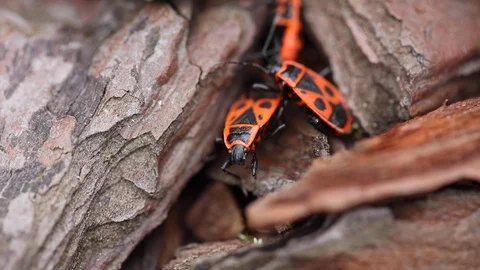 European firebug Pyrrhocoris apterus during the reproduction process Video stock 106917208