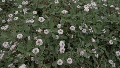 European flower cloudy Stock Footage 107061113