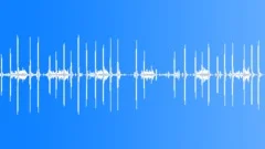 European Forest Birds Ambience 05Sound Effect