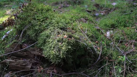 European forest - dolly shot of beautiful green nature forest ground Stock Footage 75813121