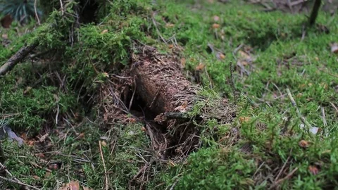 European forest - dolly shot of beautiful green nature forest ground Stock Footage 75813264