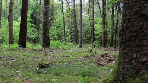 European forest - dolly shot of beautiful green nature forest Stock Footage 75813277