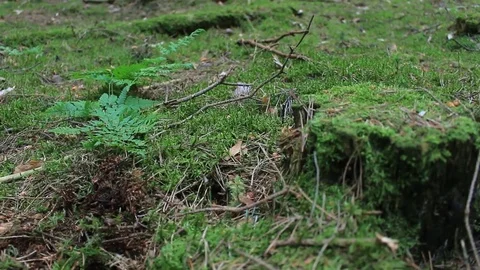 European forest - dolly shot of beautiful green nature forest Stock Footage 75813300