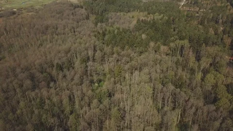 European Forest Stock-Footage 272296760
