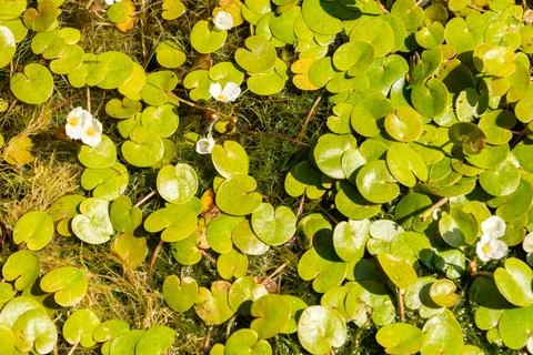 European frog bit or Hydrocharis Morsus Ranae plant in Saint Gallen in Swit.. Stockfoto's