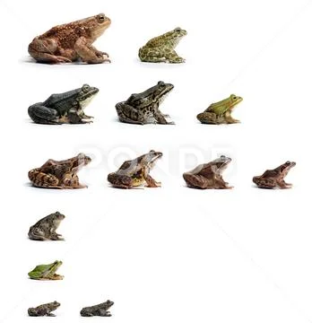 European Frogs Stock Photos