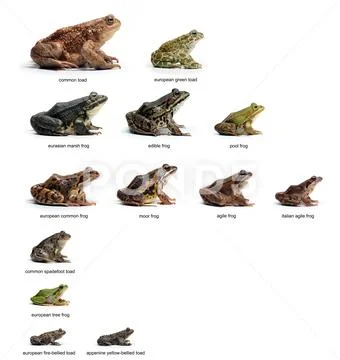 European Frogs Stock Photos