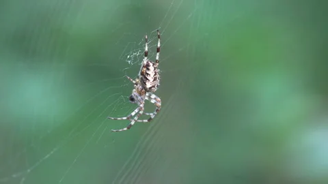 European garden spider with cross pattern on orb web in macro close up on green Stock Footage 334086924