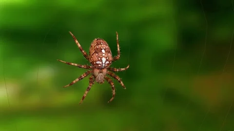 European garden spider Stock Footage 283596053