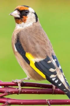 European goldfinch bird close up Stock Photos