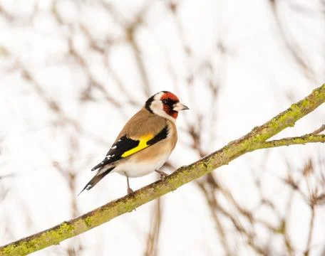 European goldfinch sitting on a tree branch Stock Photos