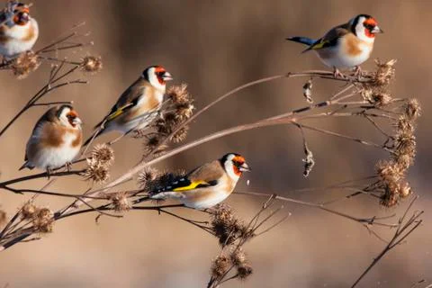 European goldfinches on burdock. Stock Photos