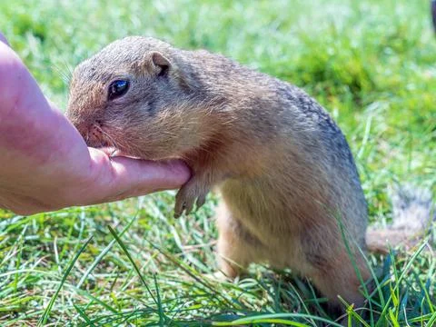 European gopher is eating sunflower grains from human hand. Stock Photos
