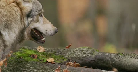 European Gray wolf (Canis Lupus) slow motion shot. Close-up Stock Footage 192573294