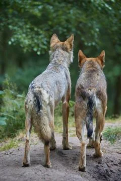 European gray wolf Canis lupus two animals looking into the forest summer Stock Photos
