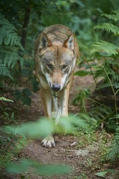 European gray wolf Canis lupus running in the forest summer Germany Europe Stock Photos