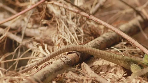 European green lizard crawling through dry forest habitat Video stock 334339920