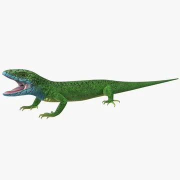 European Green Lizard Lacerta Viridis 3D Model