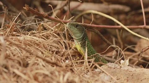 European green lizard resting in forest habitat before crawling away Video stock 333531389