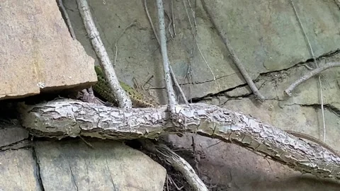 European Green Lizard Slips Beneath Flat Stone Stock Footage 337987129