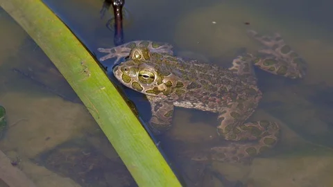 European green toad (Bufo viridis) Vídeo Stock 89472602