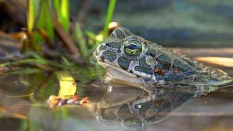 European green toad (Bufo viridis) diving Stock-Footage 89475200