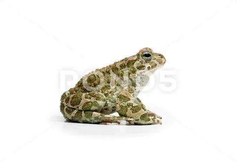 European Green Toad Stock Photos
