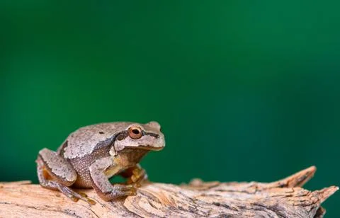 European green tree frog (Hyla arborea) sitting on a branch Stock Photos