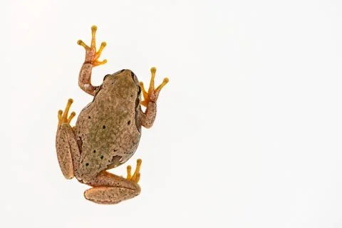 European green tree frog (Hyla arborea) isolated on white background. Top vie Stock Photos