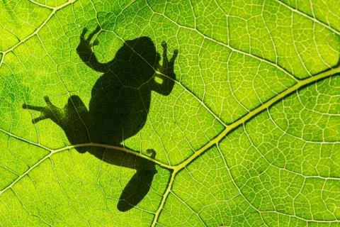 European green tree frog (Hyla arborea) on leaf in silhouette light Stock Photos