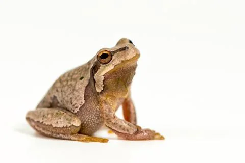 European green tree frog (Hyla arborea) isolated on white background Stock Photos