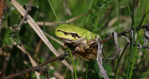 European green tree frogsitting on a grass in natural environment Stock Footage