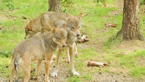 European Grey Wolf Pack Interacting in Pine Forest Clearing Stock Footage 314769288