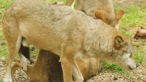 European Grey Wolves Interacting and Playing in Forest Clearing Видео 314538388