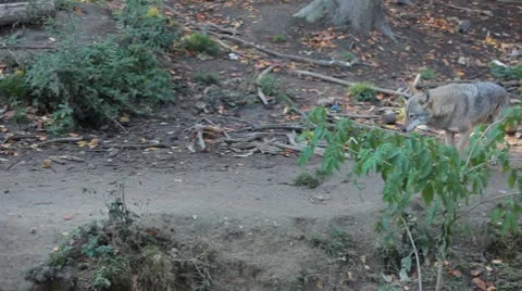 European Grey wolves pack looking up for food to hunt in the woods, Gray Wolf Stock-Footage 8929351