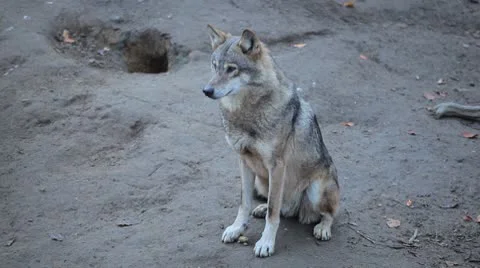 European Grey wolves pack looking up for food to hunt in the woods, Gray Wolf Vidéo 8929354
